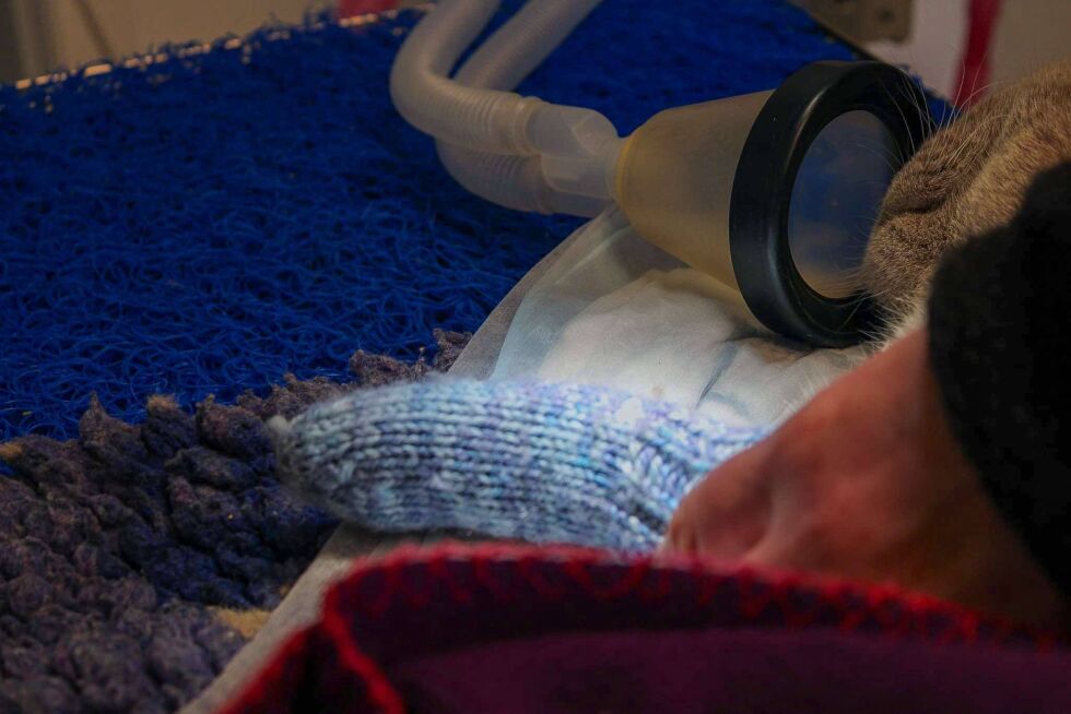Her får katten Milos på seg heimestrikka potesokkar under operasjonen