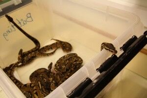 Slangene ble tatt hånd om av mattilsynet.          Foto: Kristian Fjeldstad