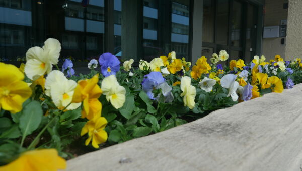 Blomstene, som ved sammentreff er i Ukrainske farger, soler seg utenfor Stener Heyerdal omsorgssenter
 Foto: Andreas Collins