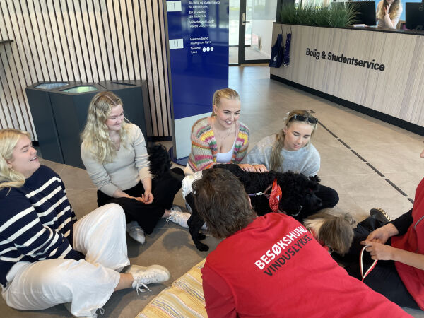 Hundekos mot eksamensstress