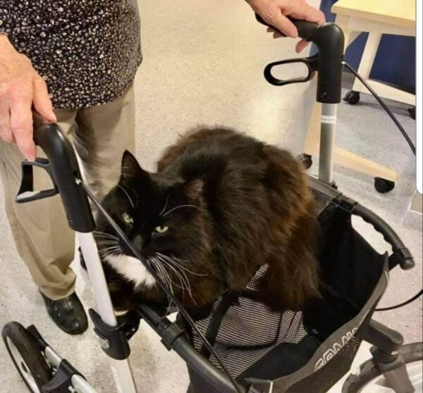 Katten har brakt glede til de eldre i 12 år