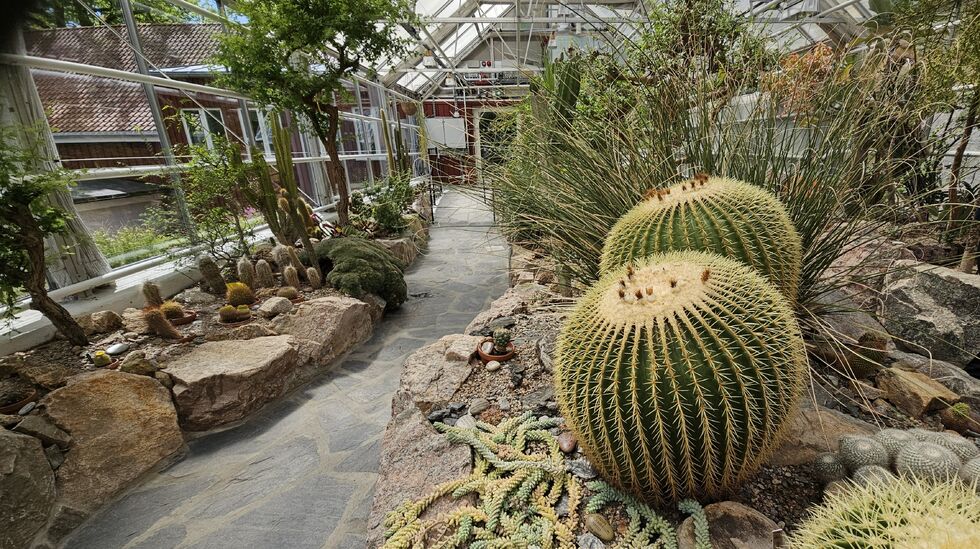 Fremst er to  Kroneleinia grusonii  fra Mexico, som er over 400 år gammle.
 Foto: Aurora Saxrud Østerbø